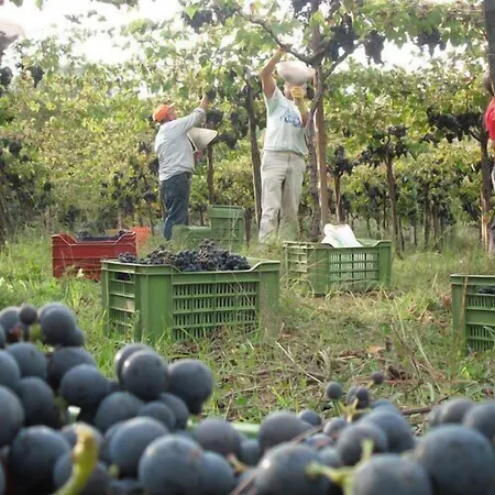 לינה וארוחת בוקר Azienda Vitivinicola Sergio Del Casale