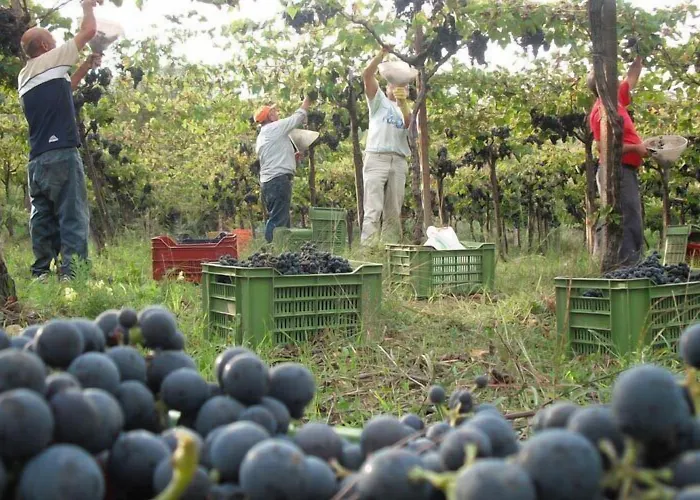 Bed and breakfast Azienda Vitivinicola Sergio Del Casale